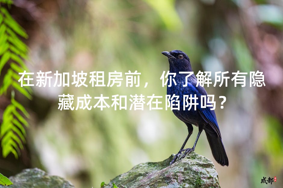 在新加坡租房前，你了解所有隐藏成本和潜在陷阱吗？