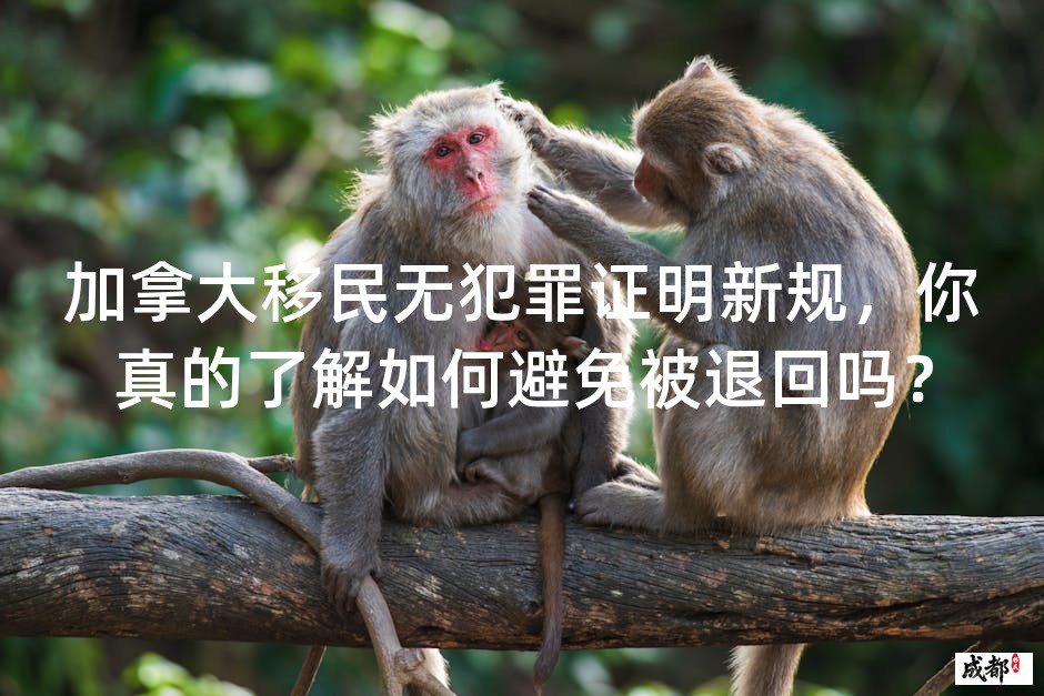 加拿大移民无犯罪证明新规，你真的了解如何避免被退回吗？